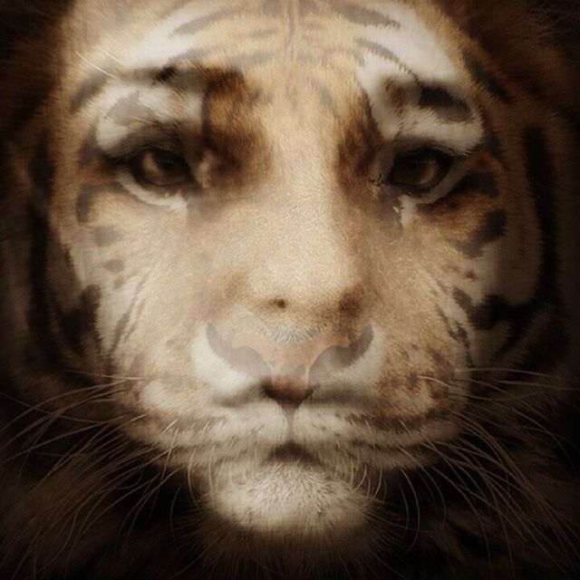 IGotTheEyeOfTheTiger