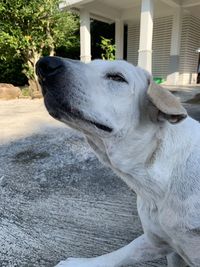 Close-up of dog looking at camera