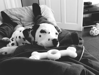 Close-up of dog lying on blanket