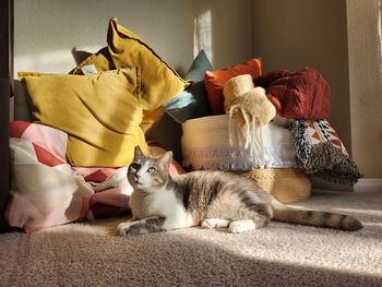 Portrait of cat relaxing on carpet at home. colorful pillows