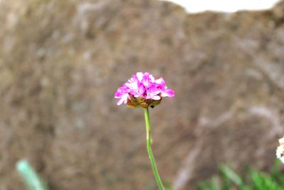 Close-up of pink flowering plant