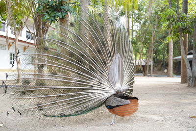 Close-up of a peacock