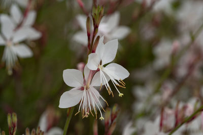 Close-up of white flowering plant