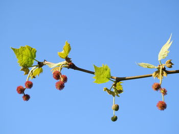 Low angle view of flowering plant against clear blue sky