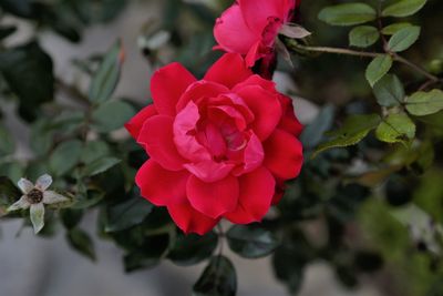 Close-up of red rose blooming outdoors