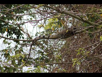 Low angle view of tree