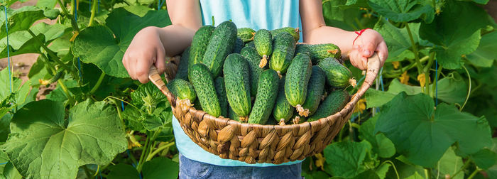 Midsection of woman holding vegetables