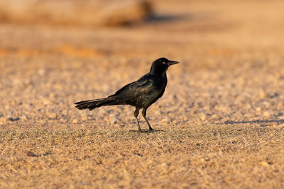 Bird perching on a field