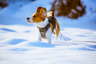 View of a dog on snow