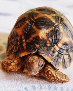 Close-up of turtle on table