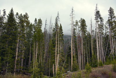 Pine trees in forest against sky