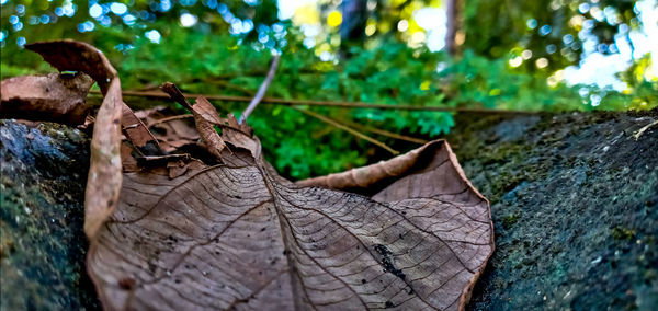 Close-up of lizard on dry leaves