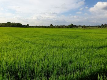 Scenic view of agricultural field against sky