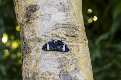 Low angle view of moth on tree trunk