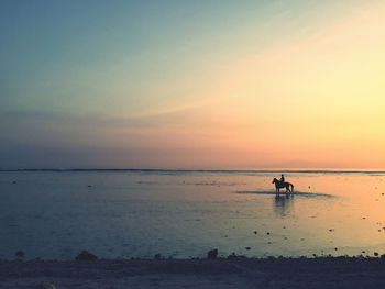 Silhouette man riding a horse at beach against sky during sunset