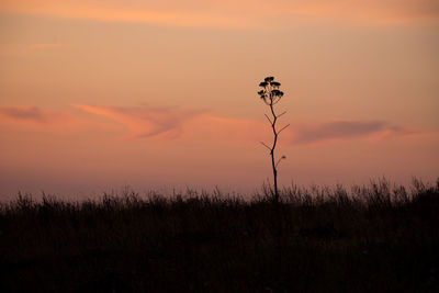 Silhouette plants on field against sky during sunset