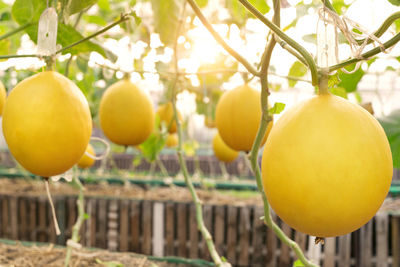 Close-up of oranges growing on tree