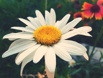 Close-up of white flower