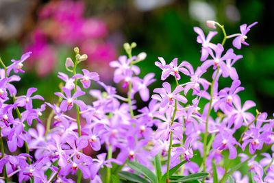 Close-up of pink flowering plants