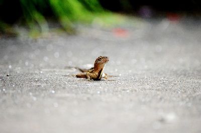 Close-up of a lizard on the road