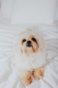 Portrait of a dog
