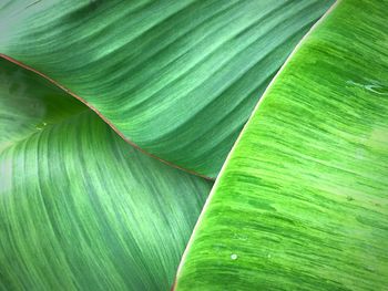 Close up beautiful fresh green banana leaves background and texture space for design
