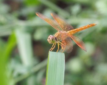 Close-up of dragonfly on leaf