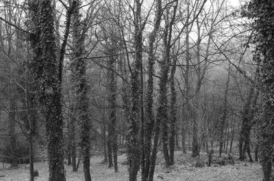 Bare trees in forest during winter