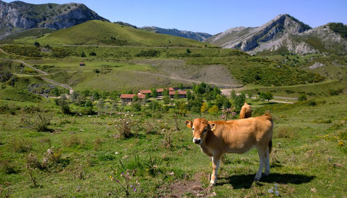 Cows on grassy field during sunny day