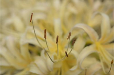 Close-up of yellow flower