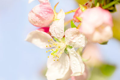 Close-up of pink flowering plant