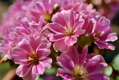 Close-up of pink flowering plant