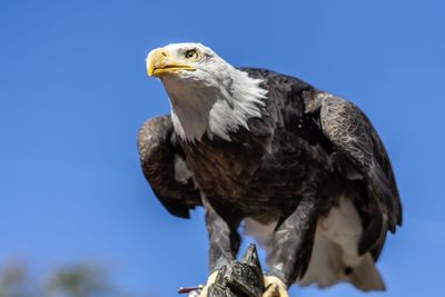 Low angle view of eagle against clear blue sky