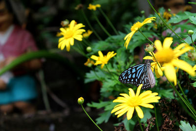 Close-up of butterfly pollinating on yellow flower