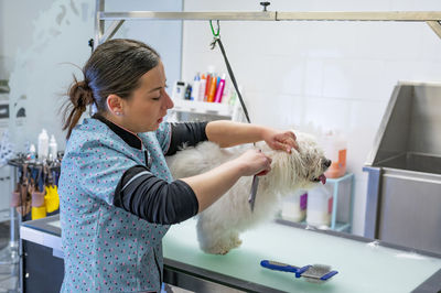 A young woman groomer working the hair of a white maltese dog at a hairdressing salon