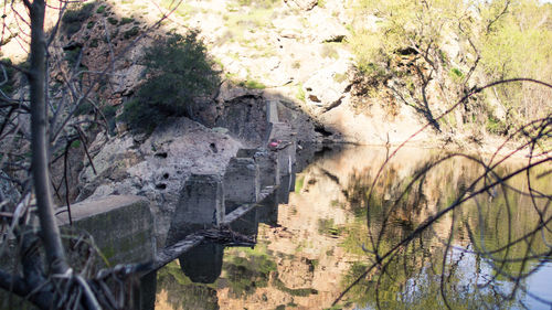 Reflection of trees in puddle