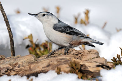 Close-up of bird perching on wood in winter
