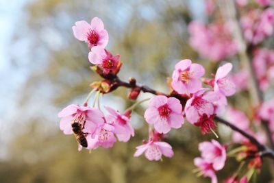 Close-up of pink cherry blossoms