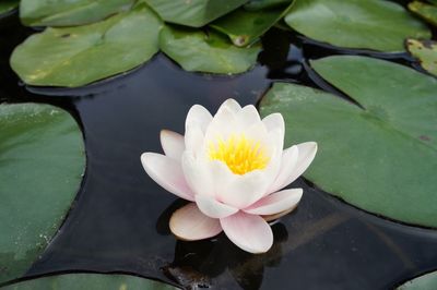 Close-up of lotus water lily in pond