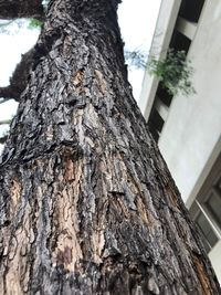 Low angle view of tree trunk