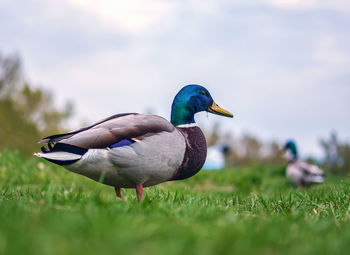 Male of mallard duck on the lawn. close-up. portrait of bird.