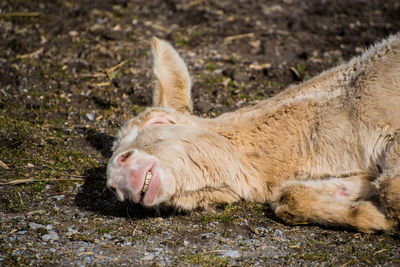 Sheep relaxing on ground