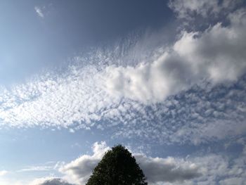 Low angle view of tree against sky