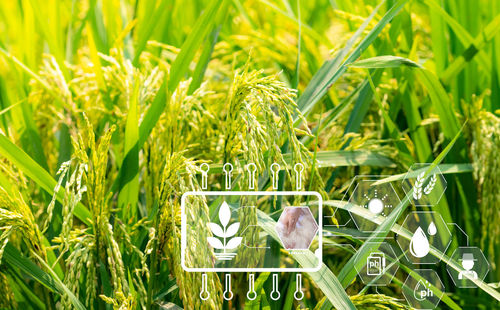 Close-up of bird perching on grass