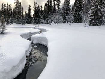 Snow covered land and trees