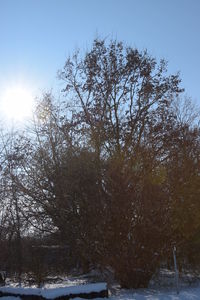 Bare trees against sky during winter