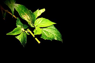 Close-up of plant against black background