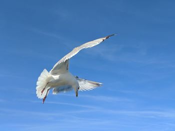 Low angle view of seagull flying against sky