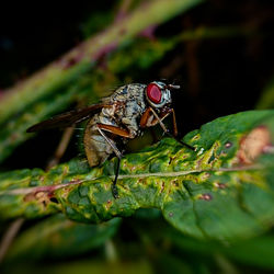 Close-up of insect on leaf