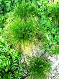 Full frame shot of plants